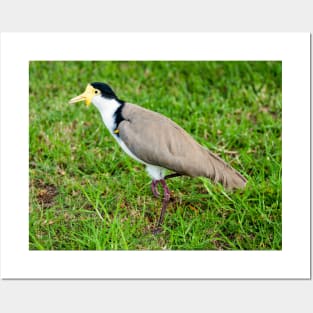 Australian Masked Lapwing (Plover) Posters and Art